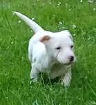 Jack Russell Terrier pieski