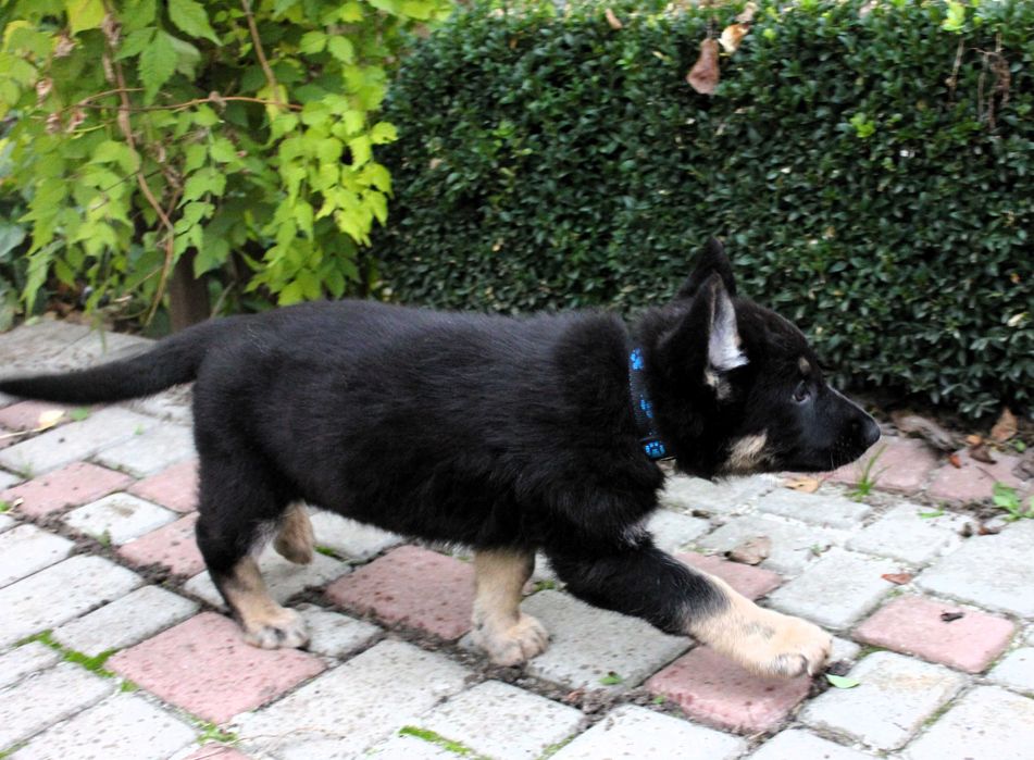 Цуценята східноєвропейської вівчарки СЄВ/ВЕО