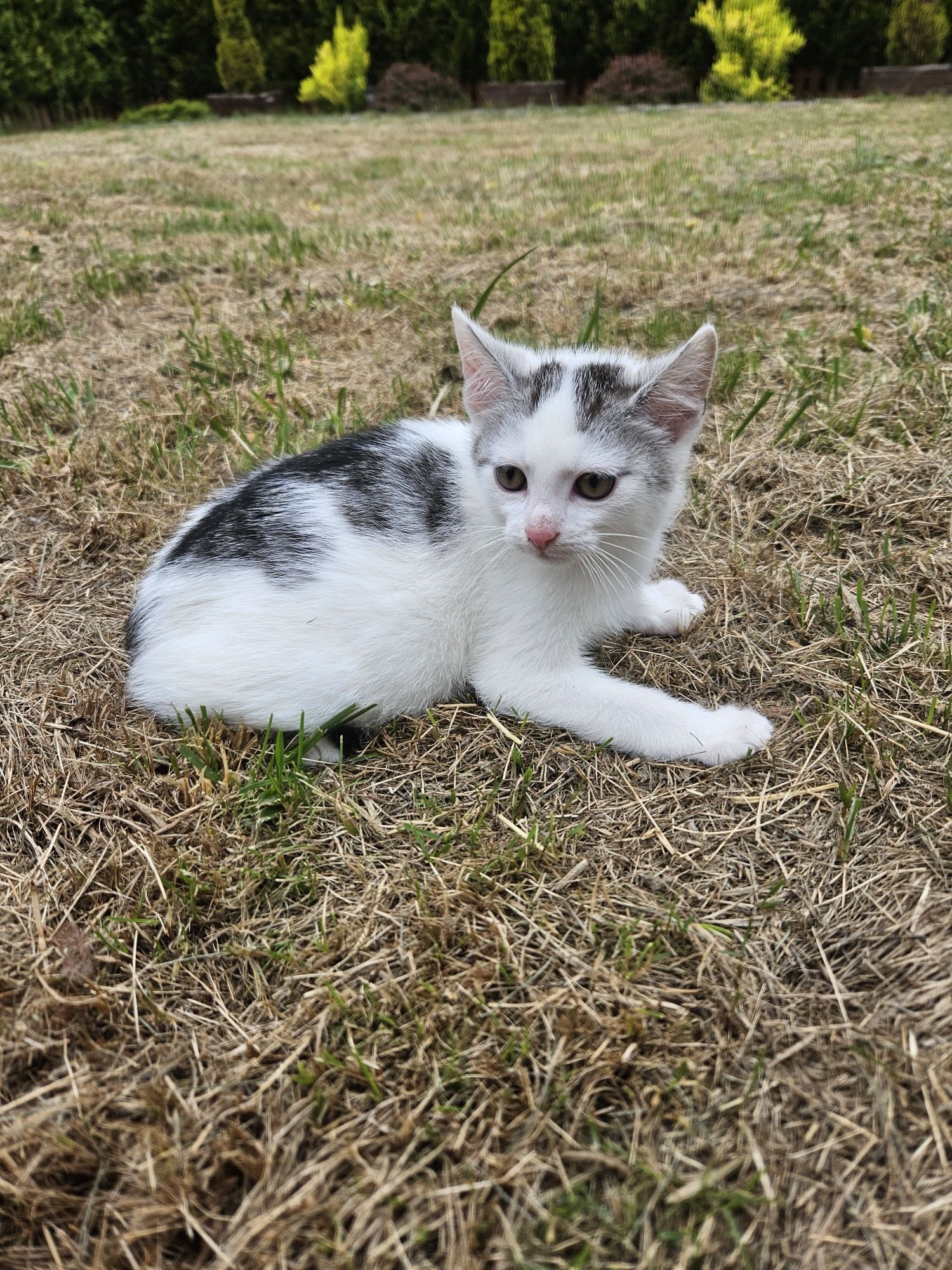 Portos kocurek kot do adopcji 11 tygodni