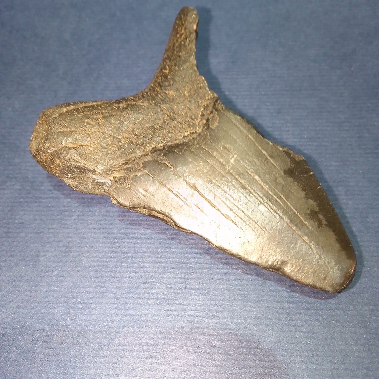 Великий зкам'янілий  зуб стародавньої акули.