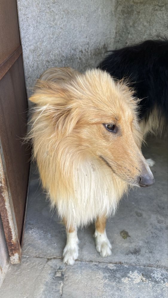 Rough Collie para adocao
