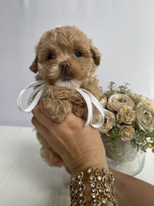 VIP Мальтипу F1 — Ці очі не забудеш ніколи