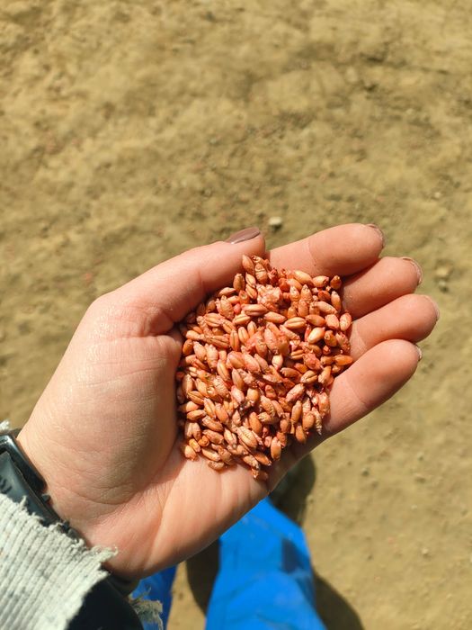 Sprzedam pszenżyto Tadeus zaprawione