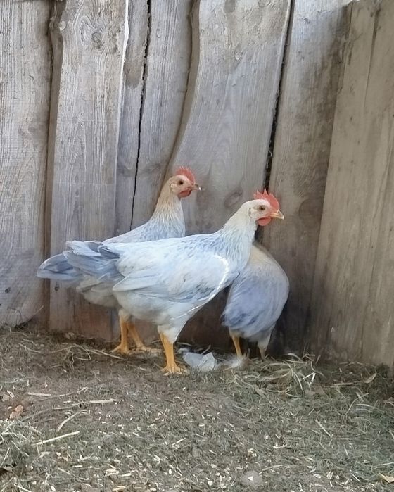 Młode koguty  rasowe