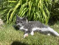 Kocurek Bialo Niebieski Maine Coon z Rodowodem