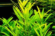 Nadwódka wielonasienna - vs. Hygrophila polysperma