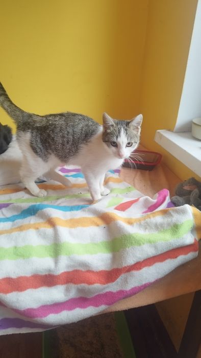 Przecudowny młody kocurek do adopcji, ma 4 miesiące