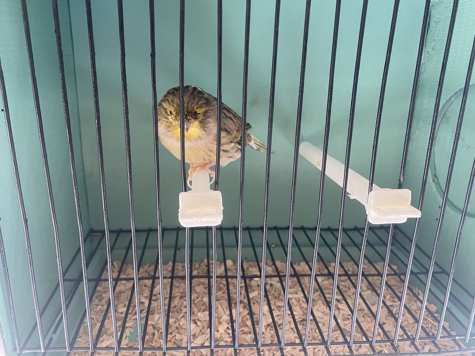 Canarios machos e femeas