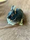Króliczek karzełek Mini Rex królik miniaturka