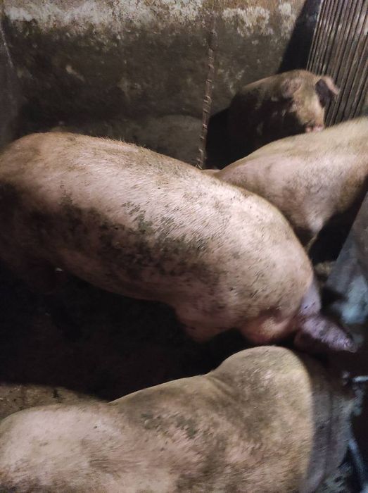 Свині живою вагою