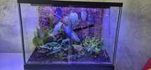 Terrarium z drzewolazami + 8 roślin + oświetlenie – komplet gotowy do