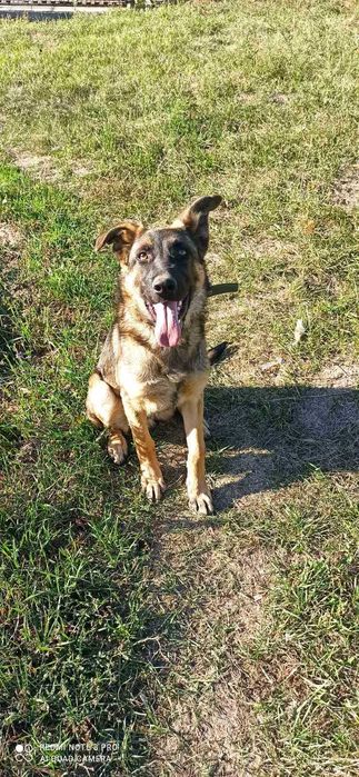 Продам кобеля німецької вівчарки 5 місяців