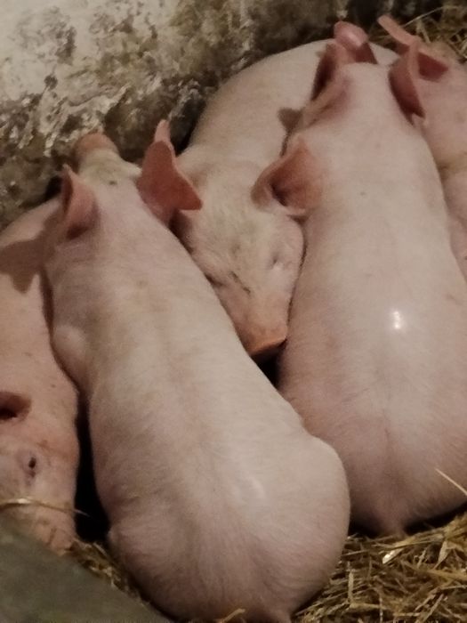 Продаються  поросята