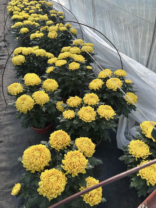 Chryzantemy drobnokwiatowe