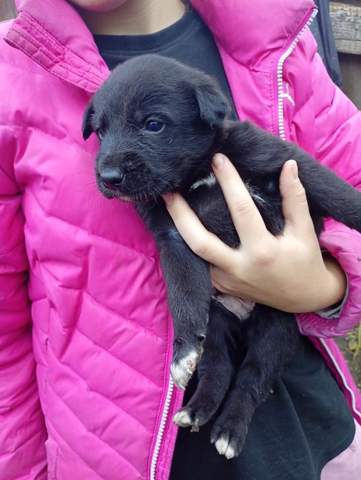 Отдаем щенков бесплатно