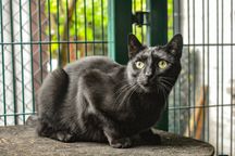 Śliczna młodziutka Isza do adopcji