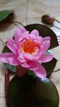 Німфея рожева "Нігель" кувшинка латаття водяна лілія
