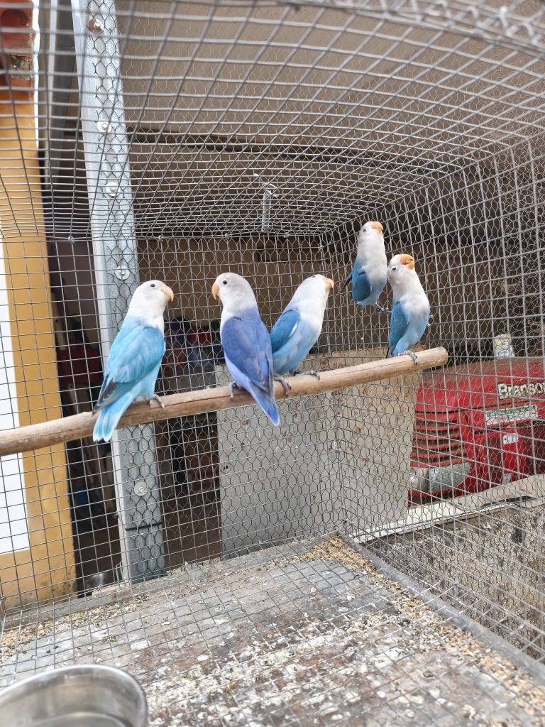 Agapórnis fisher