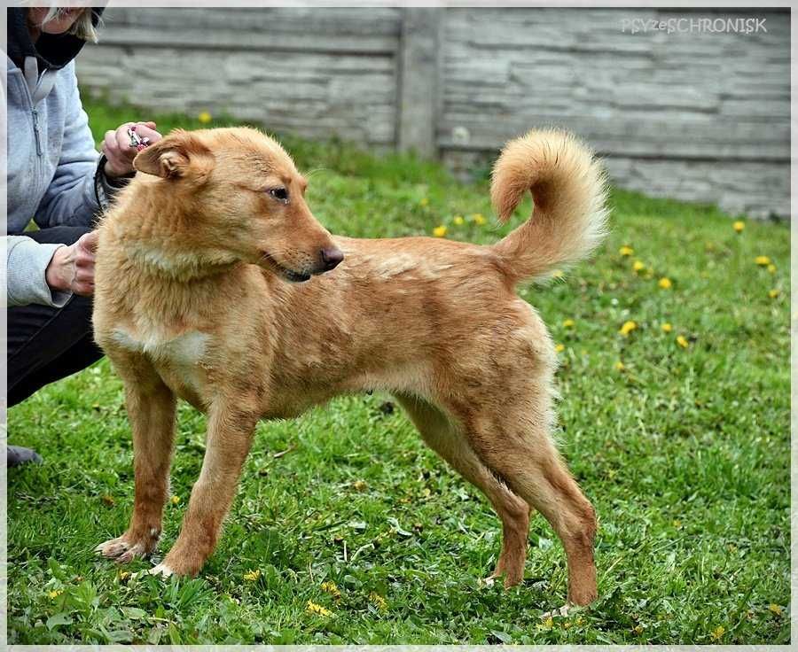 Adela- nieśmiała ruda suczka. Pies do adopcji