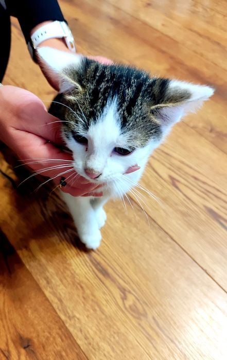 Oddam Kotki za Darmo Kot 3 miesiące