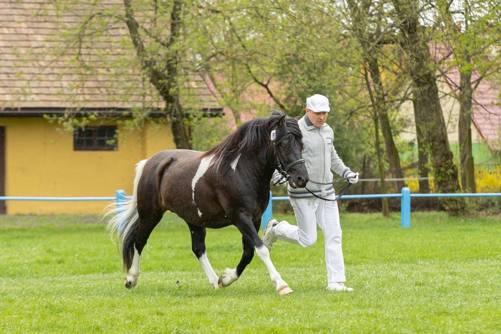 Stanówka ogierem Onczao (Gurgul)