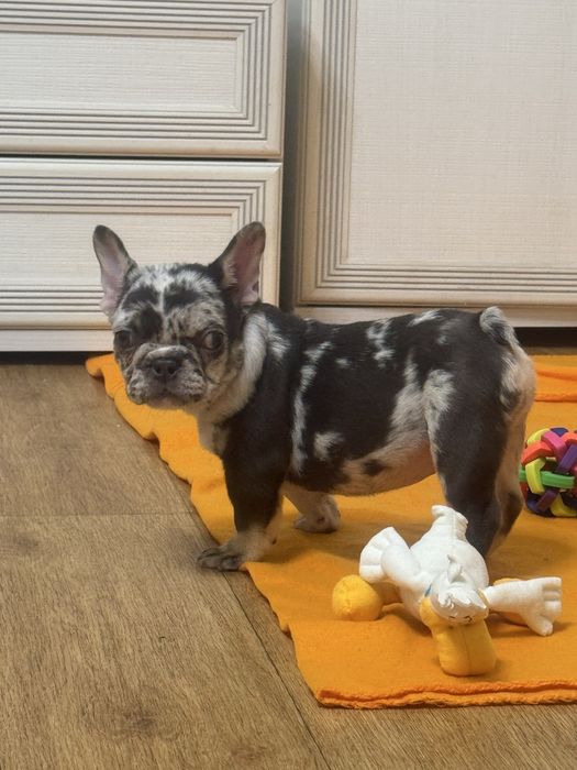 Класнюча мінічка в ексклюзивному шоколадному забарвленні