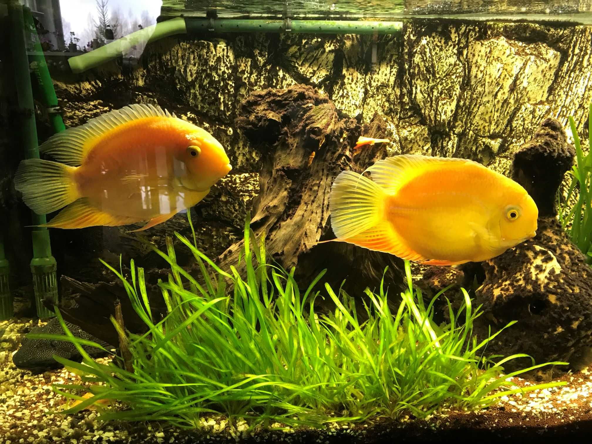 Pielęgnica Severum gold około 20cm