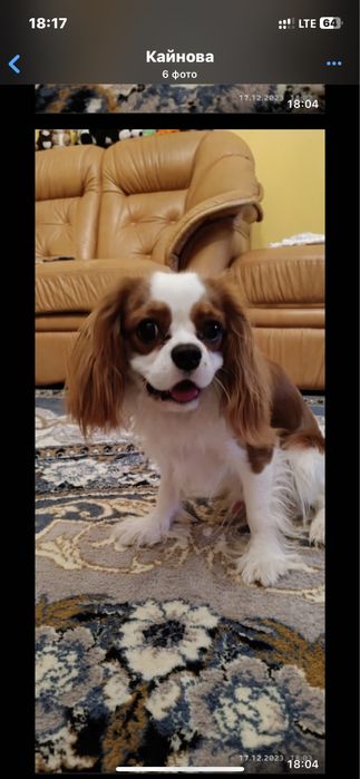 собака на вʼязку