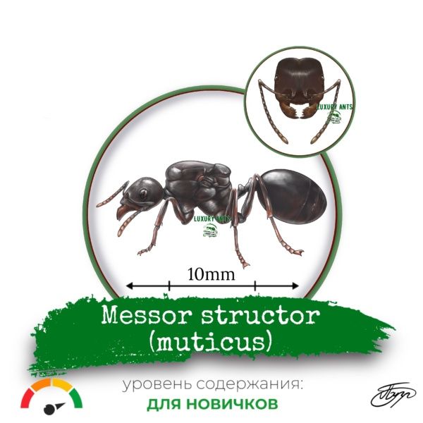 Колонии муравьев Messor Muticus