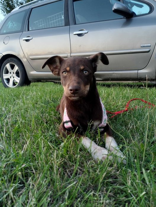 Piesek suczka do adopcji