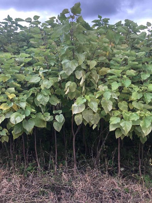 Катальпа звичайна пʼятирічна