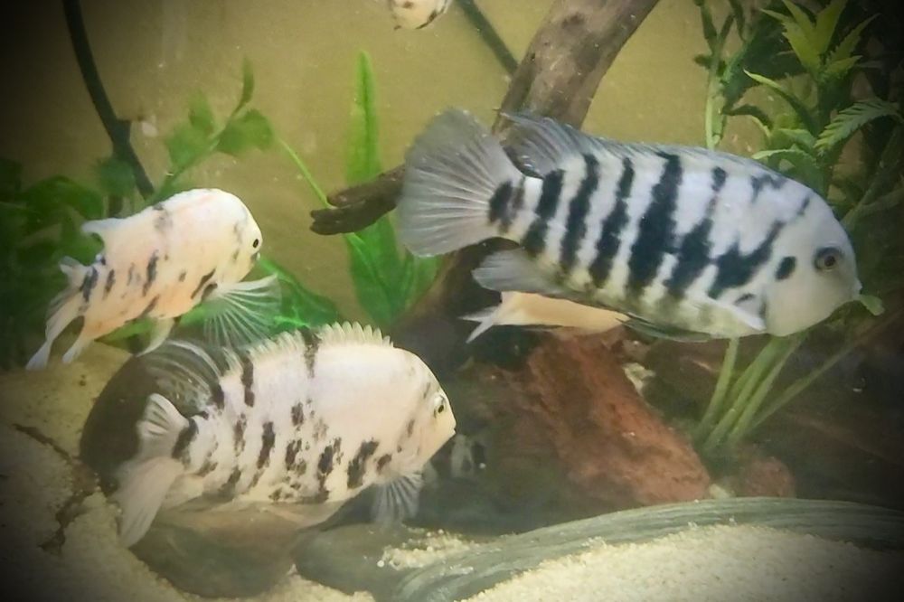 Acará do Congo/ nigrofasciatus