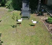 2 szt. figurki ogrodowe bocian bociek do ogrodu duży ozdoba