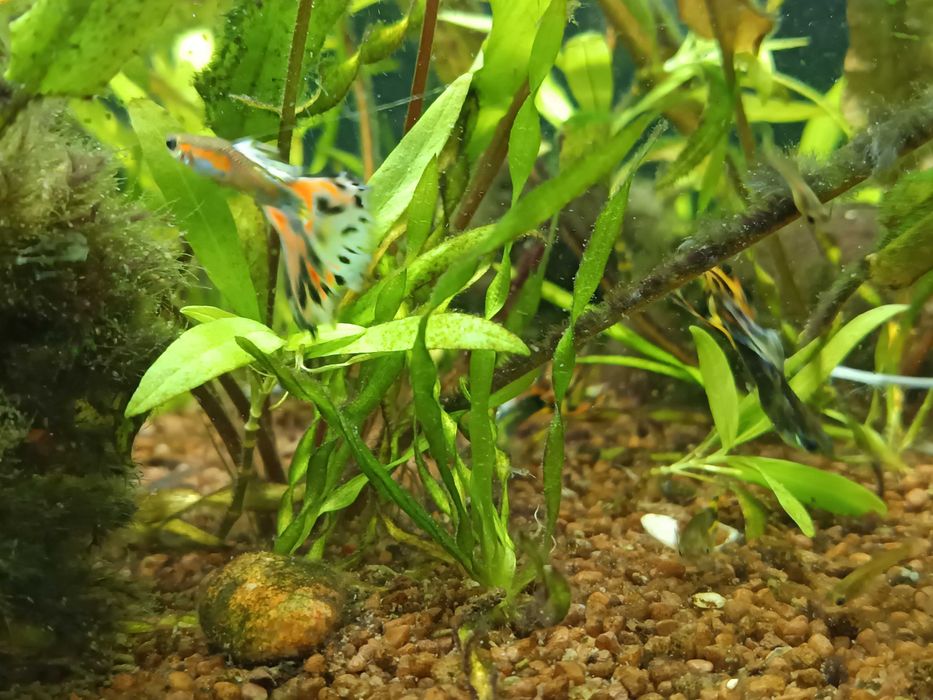 Gupiki pomarańczowo-czarne, piękne. Sprzedam