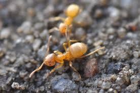 Муравхи Lasius flavus