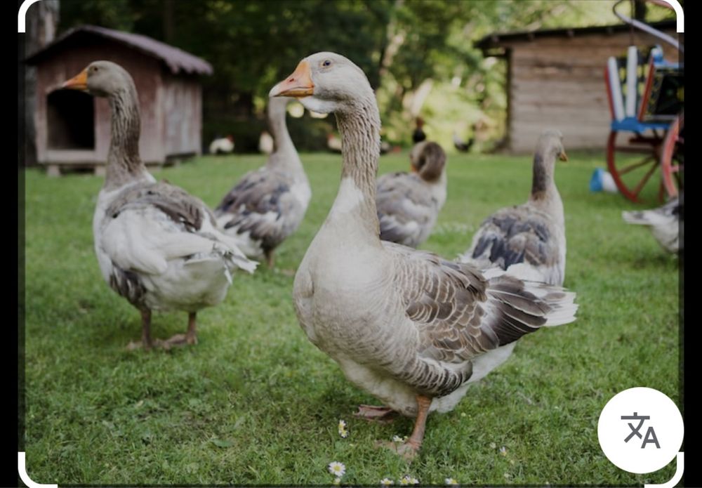 Продам гусей Продам Гусей