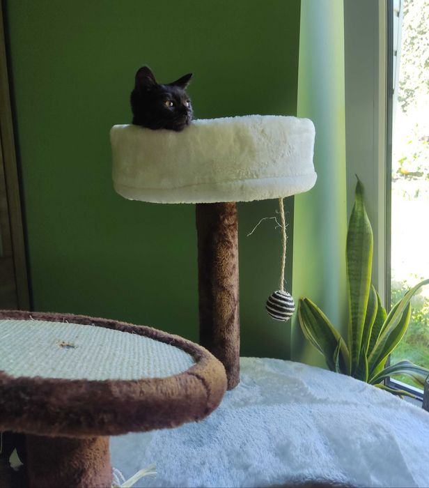 Kotka do adopcji 3 miesięczna