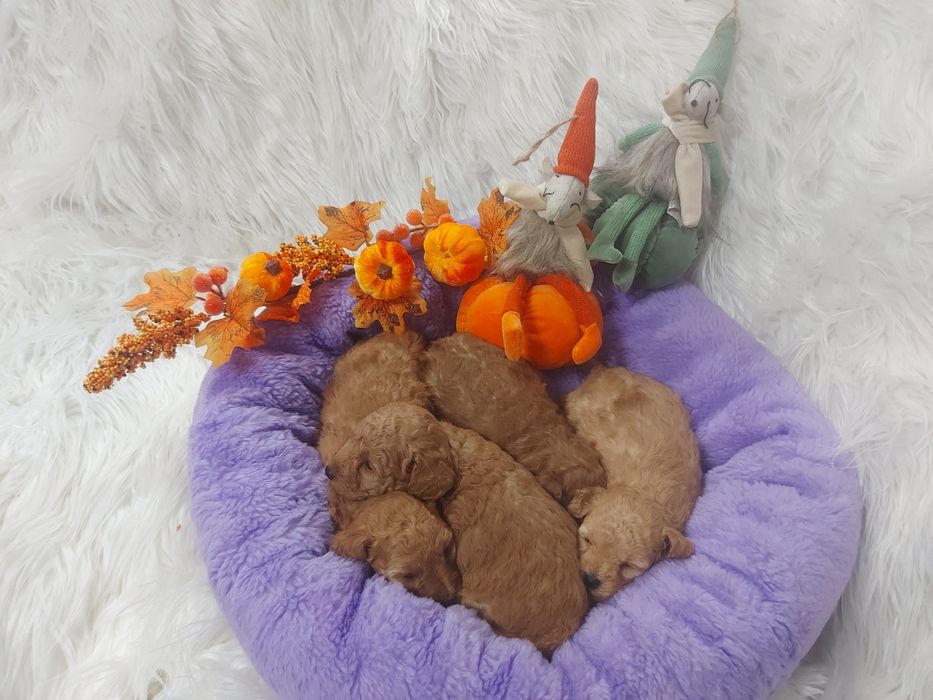 Pudel pudelek suczka z wyprawką cudowna z badaniami genetycznymi