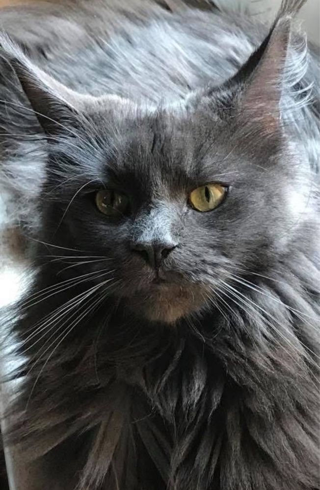 Kotka Epi Maine Coon szuka nowego domu .