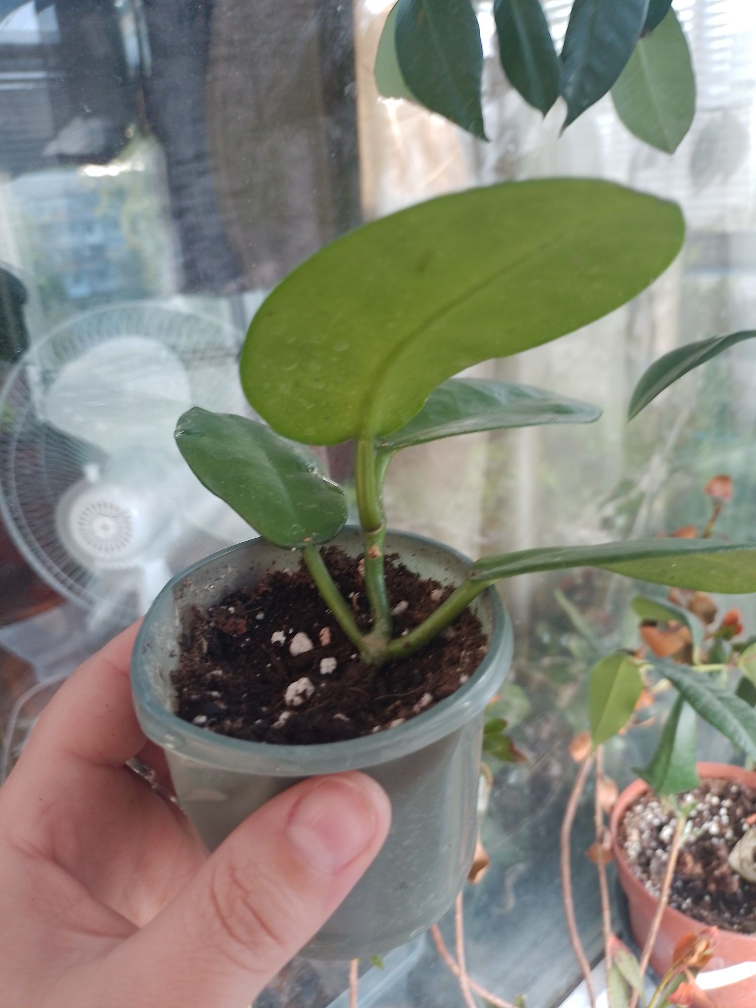 Хойя david green cup вкориненний