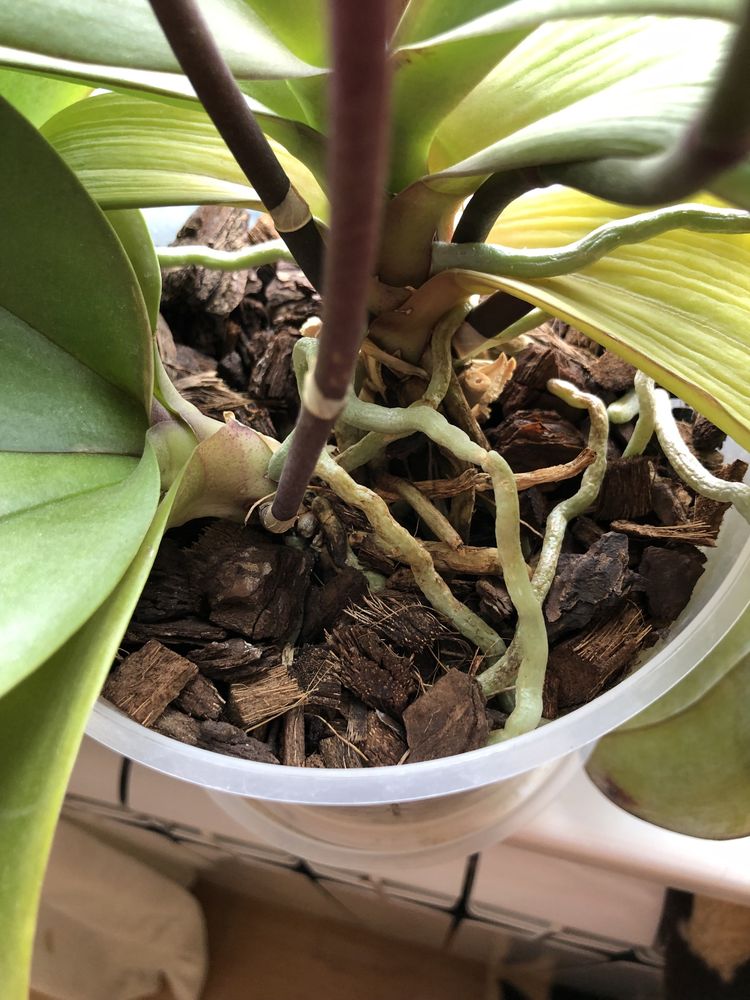 Орхідея ФРОНТЕРА, та ще одна, в горшку 2 рослини