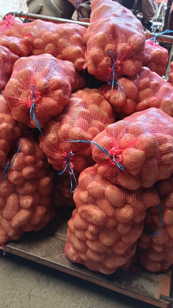 Sacos de Batatas (Agria)