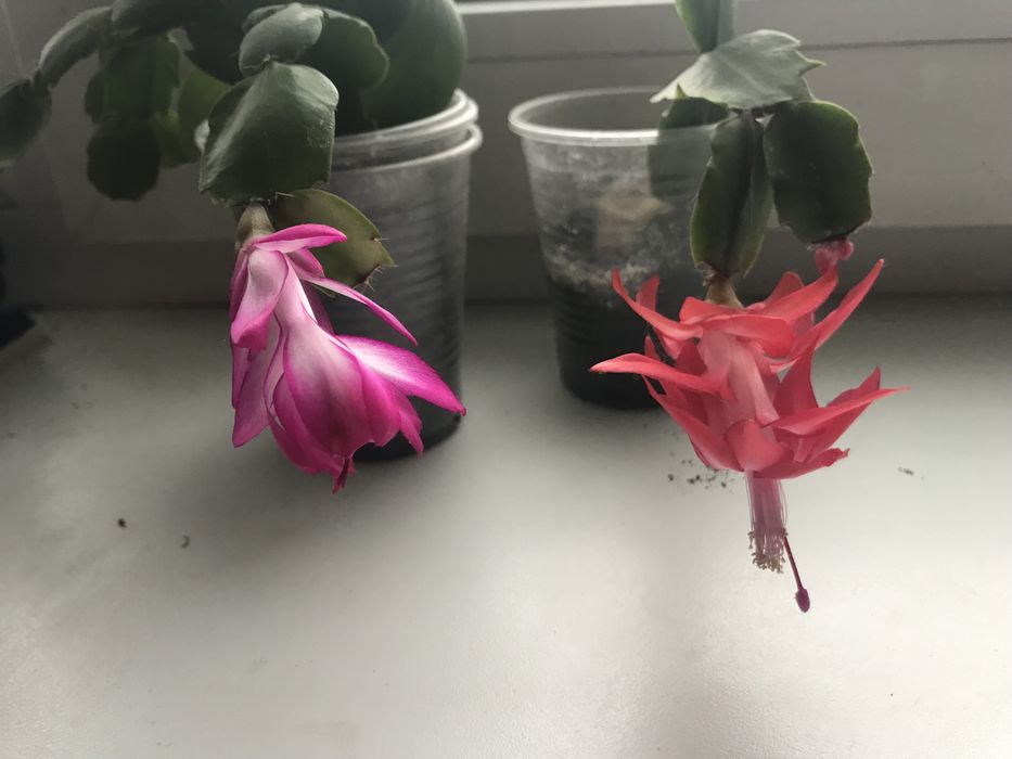 Шлюмбе́ргера  Schlumbergera Рипсалидопсис Декабрист  рождественник