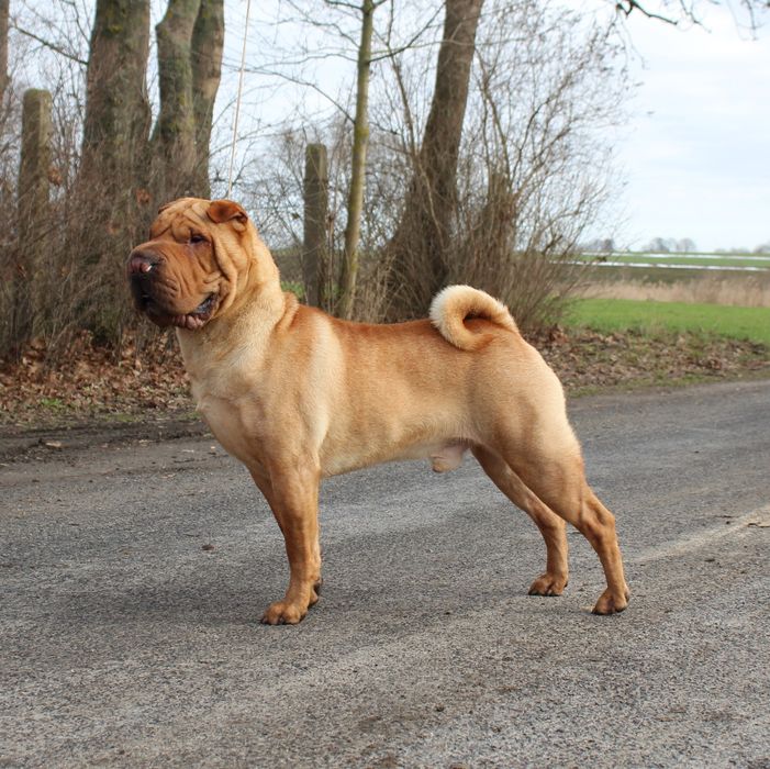 Szczenię Shar pei FCI