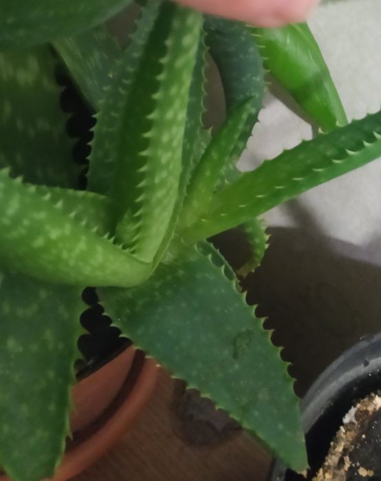 Продам Алоэ (несколько видов)