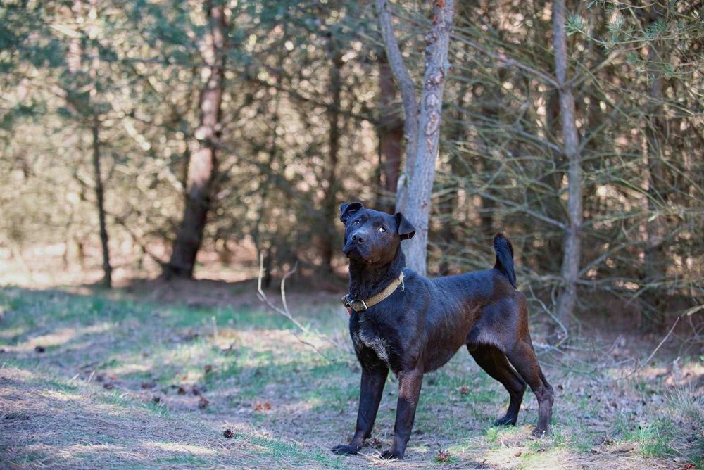 Shar Pei mix do adopcji