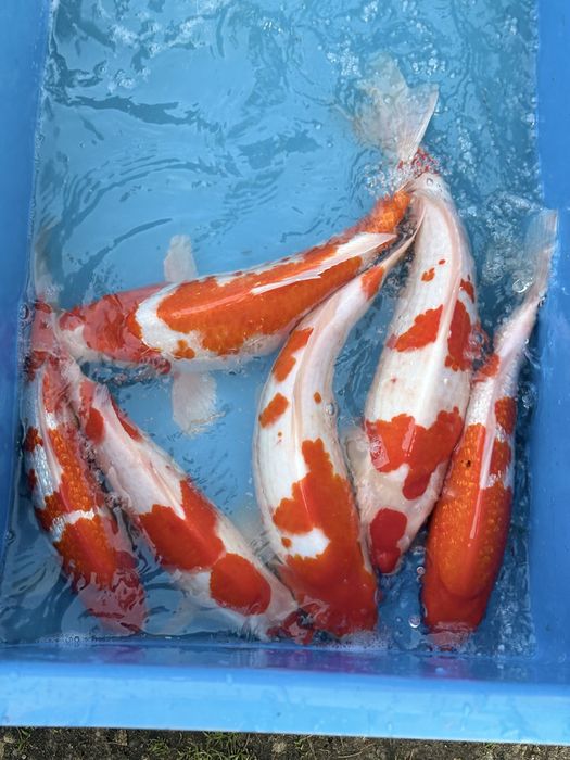 Karp koi duży do oczek wodnych
