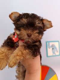 Yorkipoo mini xxs suczka po  pudel toy i york choco.