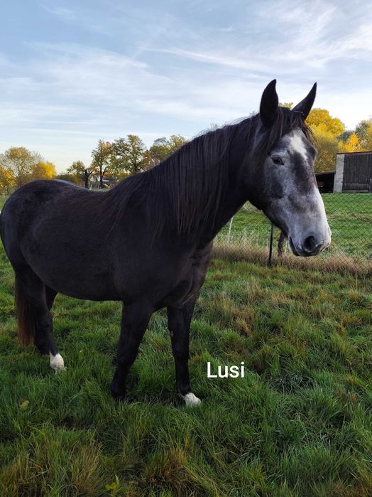 Likwidacja stada koni