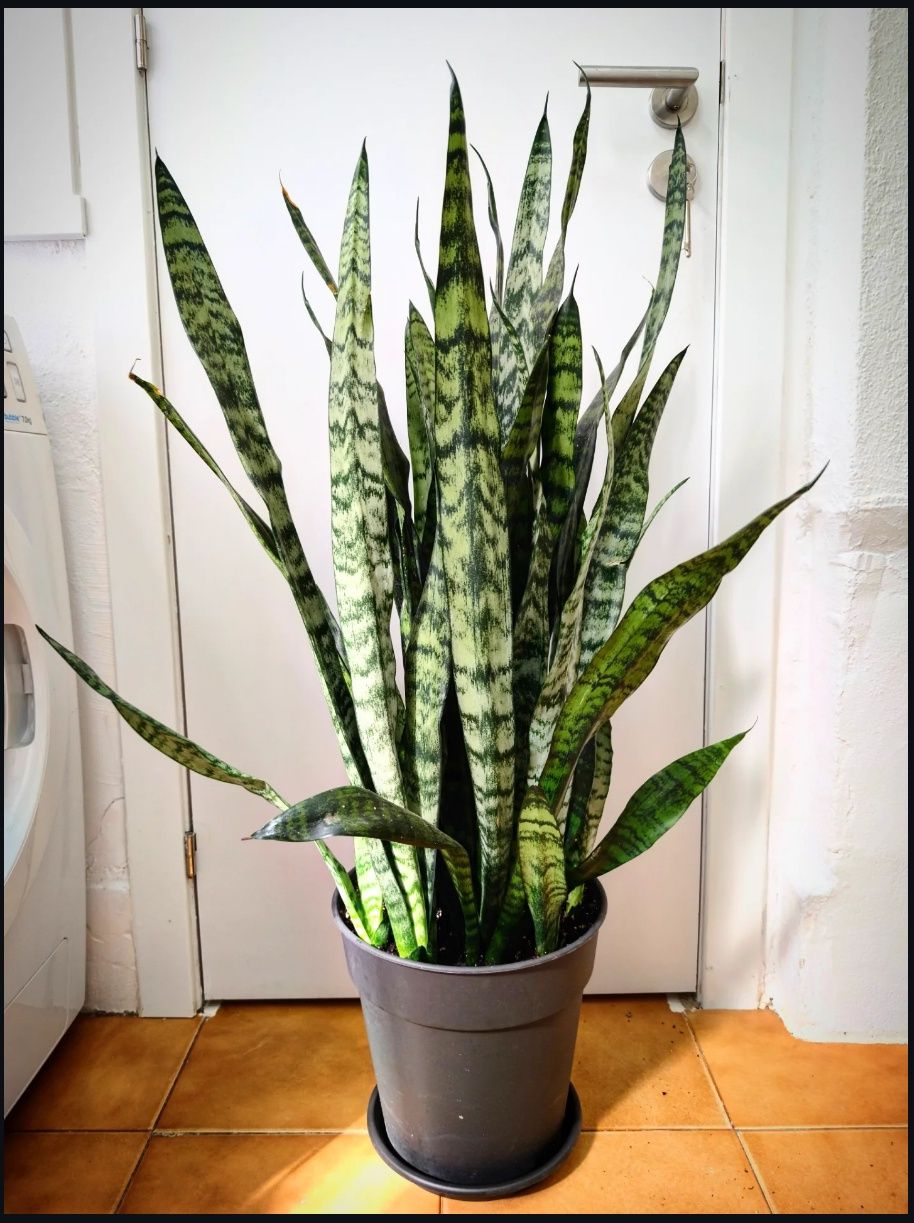 Sansevieria, Espada de São Jorge, plantas, natureza, jardim, decoração